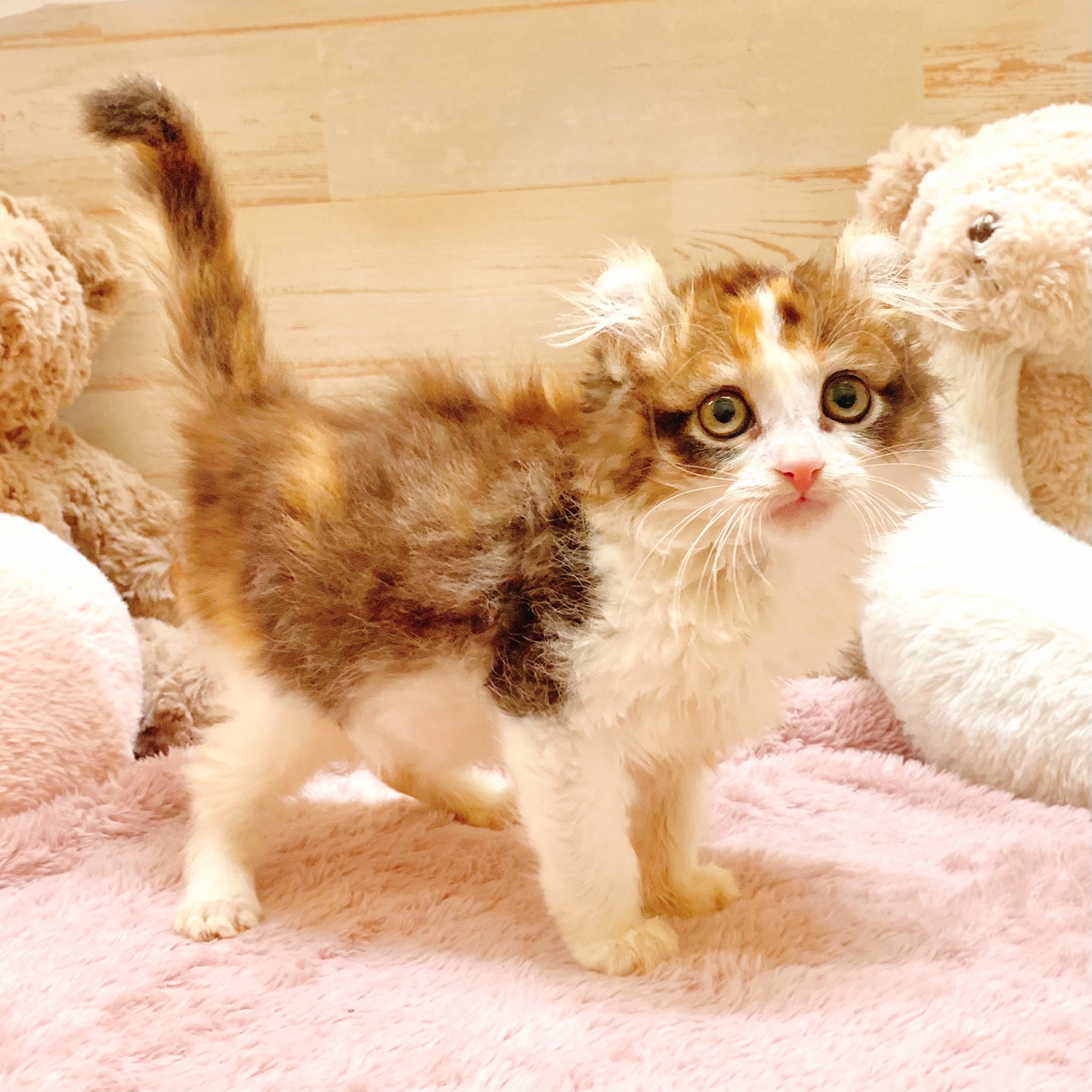 兵庫県のアメリカンカール (犬の家＆猫の里神戸店/2025年6月8日生まれ/女の子/キャリコ)の子猫の3枚目の画像
