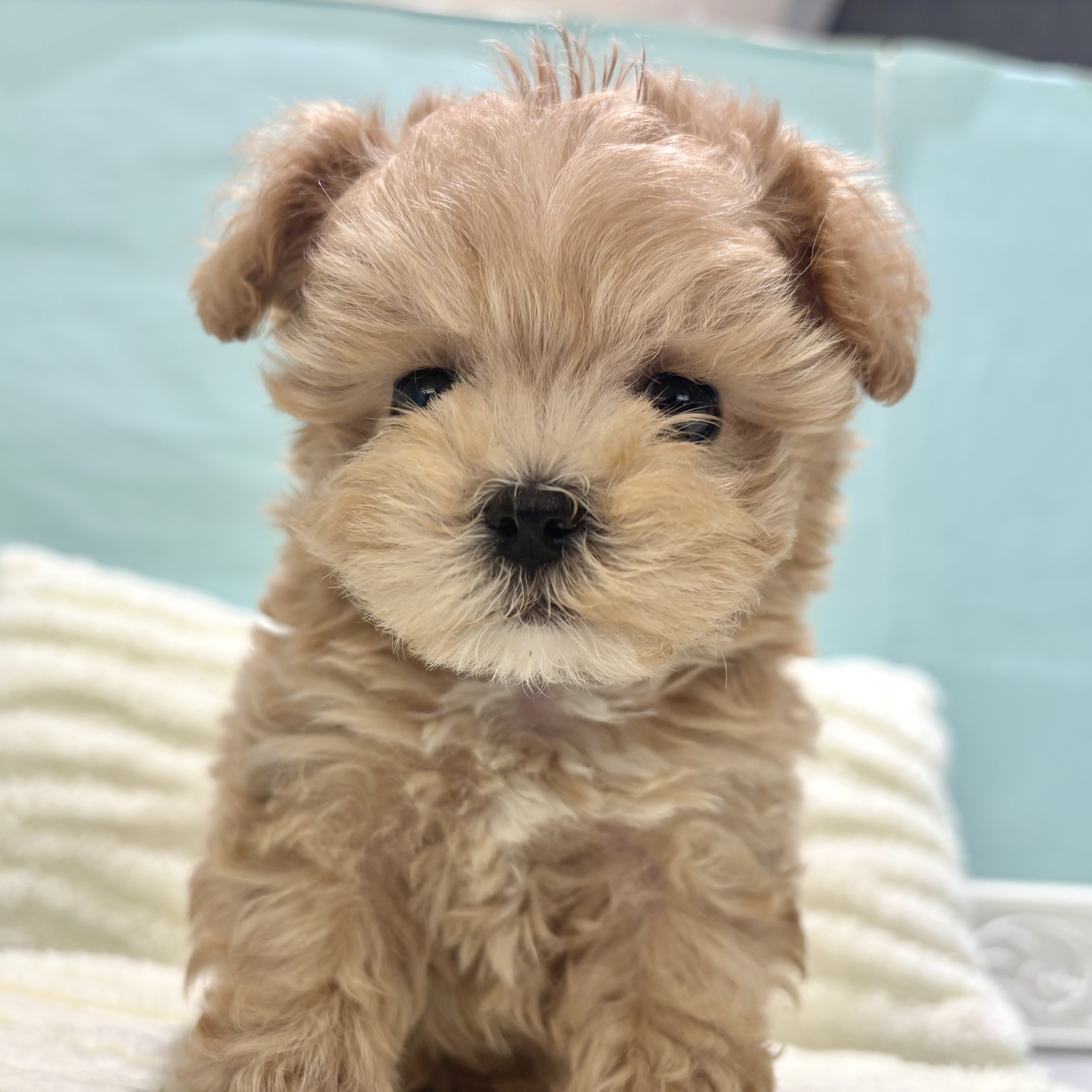 愛知県のマルプー(マルチーズ×プードル) (犬の家＆猫の里春日井本店/2025年10月1日生まれ/男の子/アプリコット)の子犬の3枚目の画像