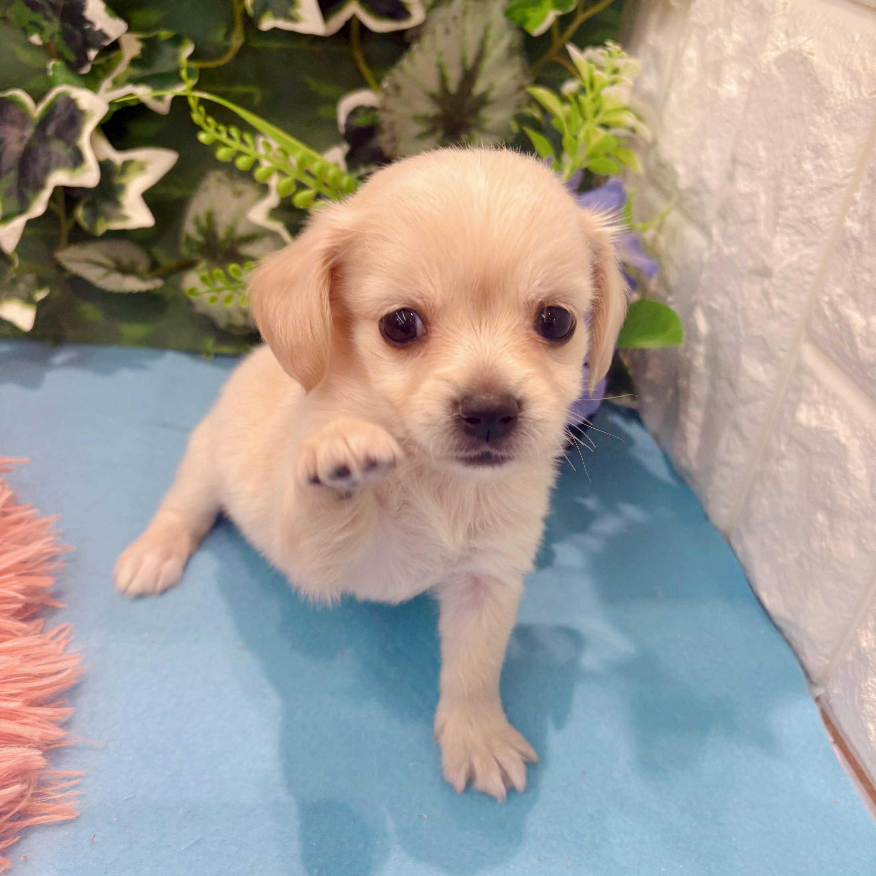 岡山県のチワックス(チワワ×ダックス) (犬の家＆猫の里倉敷店/2026年3月14日生まれ/女の子/クリーム)の子犬の3枚目の画像