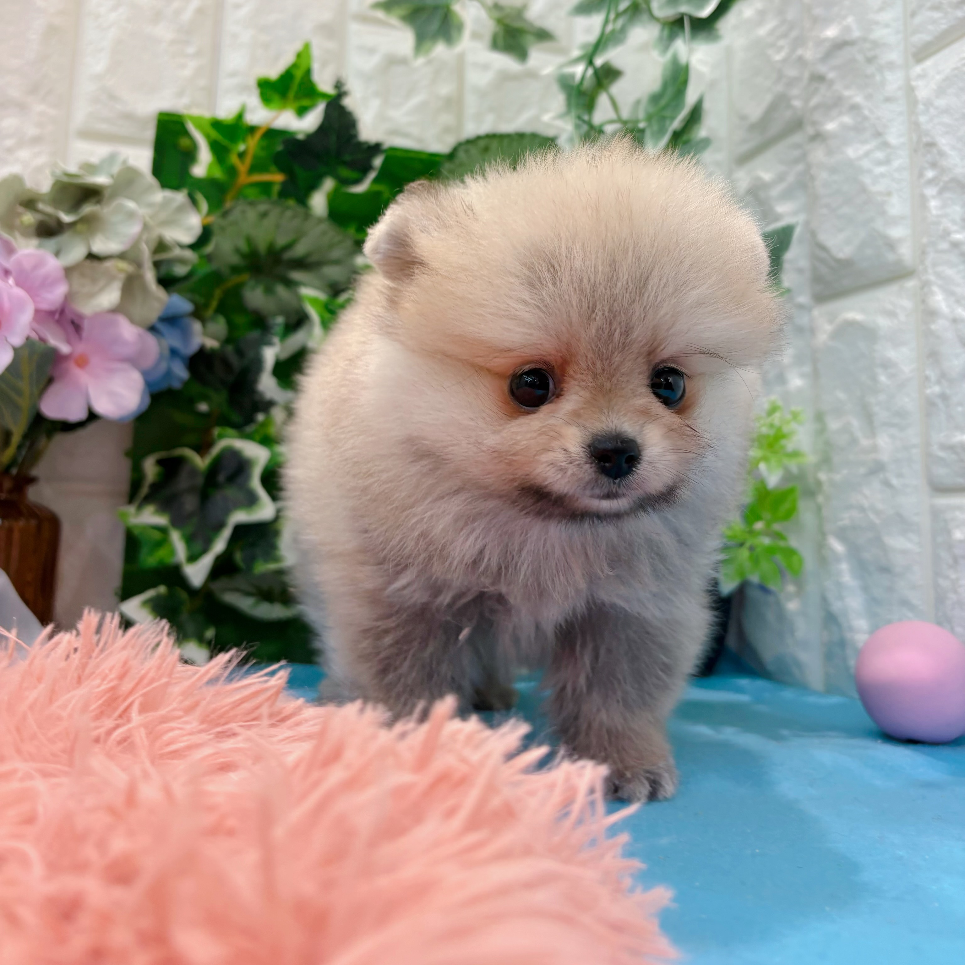 岡山県のポメラニアン (犬の家＆猫の里倉敷店/2026年3月15日生まれ/女の子/ウルフセーブル)の子犬の1枚目の画像