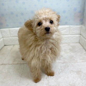 静岡県のチワプー/プーチー(チワワ×プードル) (犬の家＆猫の里マークイズ静岡店/2025年9月27日生まれ/男の子/アプリコット)の子犬の3枚目の画像