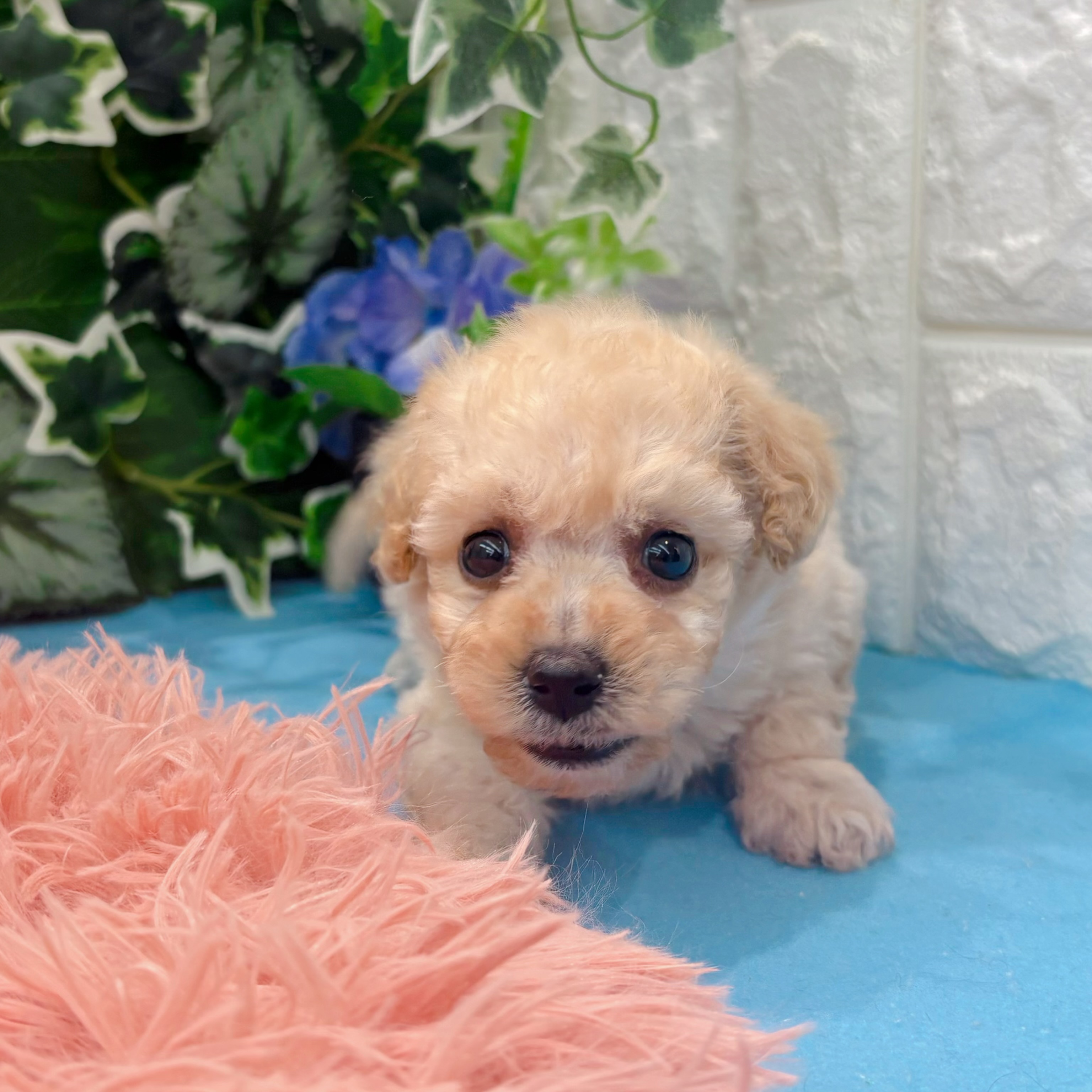 岡山県のビションプー(ビションフリーゼ×プードル) (犬の家＆猫の里倉敷店/2026年3月14日生まれ/女の子/クリーム)の子犬の3枚目の画像