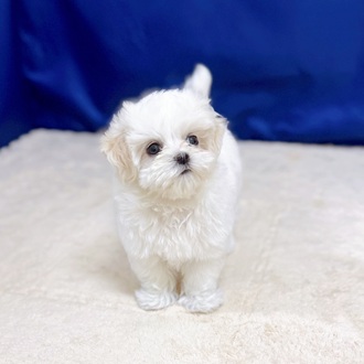 愛知県のマルチーズ (犬の家＆猫の里一宮店/2025年8月29日生まれ/女の子/ホワイト)の子犬の3枚目の画像