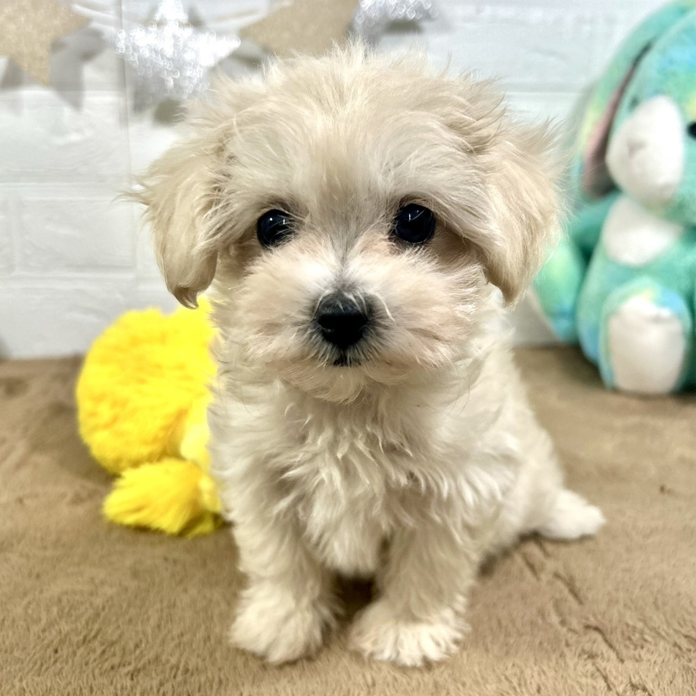 兵庫県のマルプー(マルチーズ×プードル) (犬の家＆猫の里ニッケパークタウン加古川店/2025年9月17日生まれ/女の子/クリーム)の子犬の3枚目の画像
