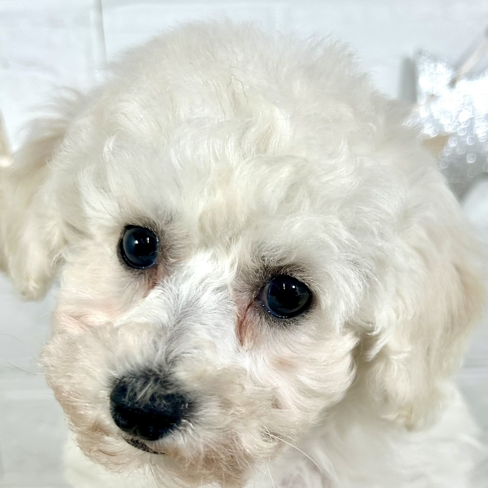 兵庫県のビションプー(ビションフリーゼ×プードル) (犬の家＆猫の里ニッケパークタウン加古川店/2025年9月17日生まれ/男の子/ホワイト)の子犬