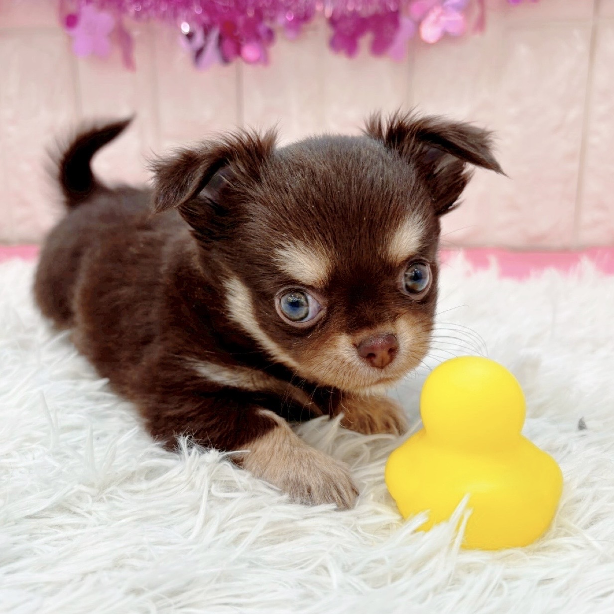 岡山県のチワワ(ロング) (犬の家＆猫の里倉敷店/2026年1月18日生まれ/女の子/チョコレートクリームホワイト)の子犬の3枚目の画像