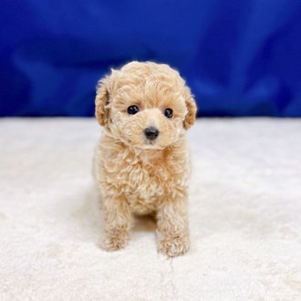 愛知県のトイプードル(タイニー) (犬の家＆猫の里一宮店/2025年8月31日生まれ/女の子/ペールフォーン)の子犬の3枚目の画像