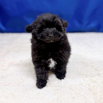 愛知県のポメプー(ポメラニアン×プードル) (犬の家＆猫の里一宮店/2025年9月2日生まれ/男の子/ブラック)の子犬の3枚目の画像