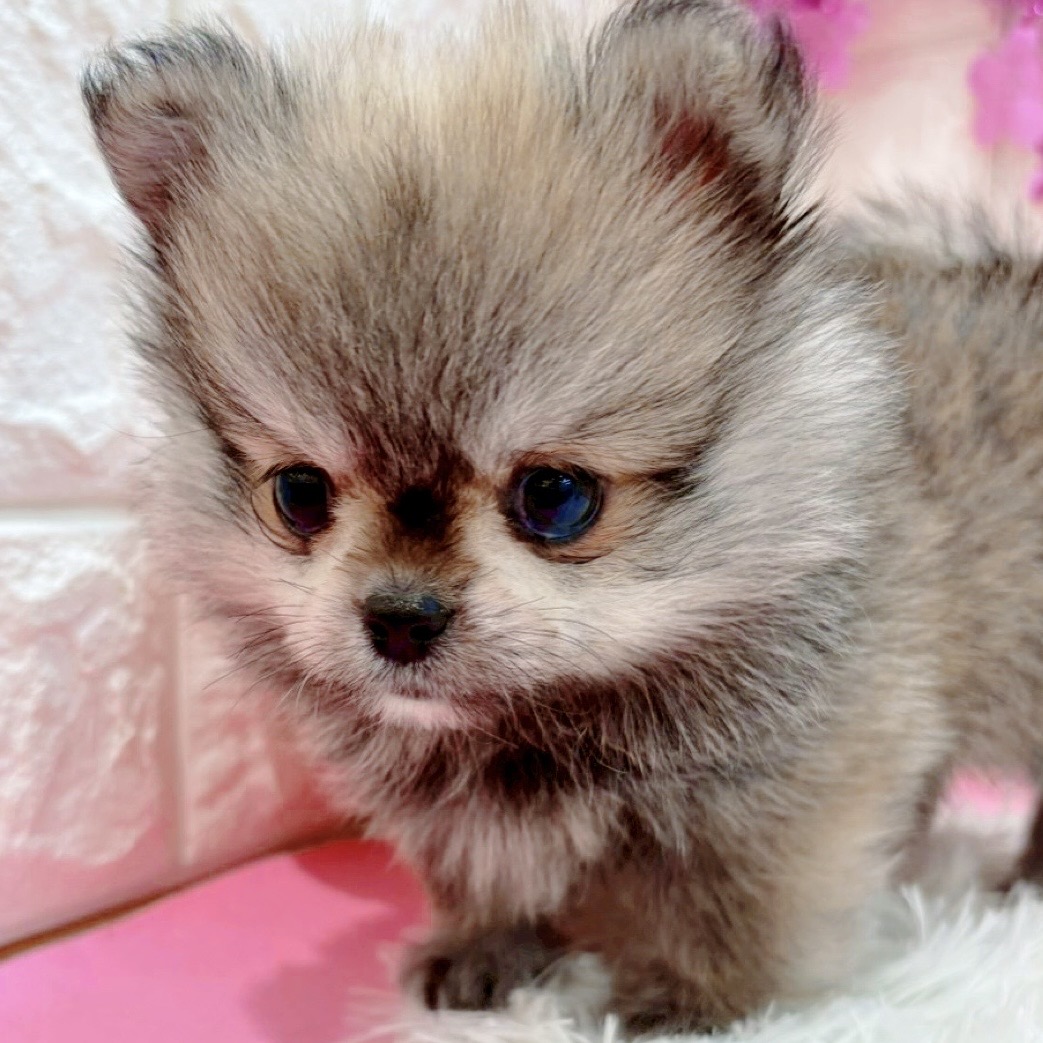 岡山県のペキポメ/ポメペキ(ペキニーズ×ポメラニアン) (犬の家＆猫の里倉敷店/2026年1月18日生まれ/男の子/フォーン)の子犬の3枚目の画像