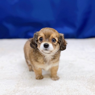 愛知県のチワックス(チワワ×ダックス) (犬の家＆猫の里一宮店/2025年9月2日生まれ/女の子/レッドホワイト)の子犬の3枚目の画像