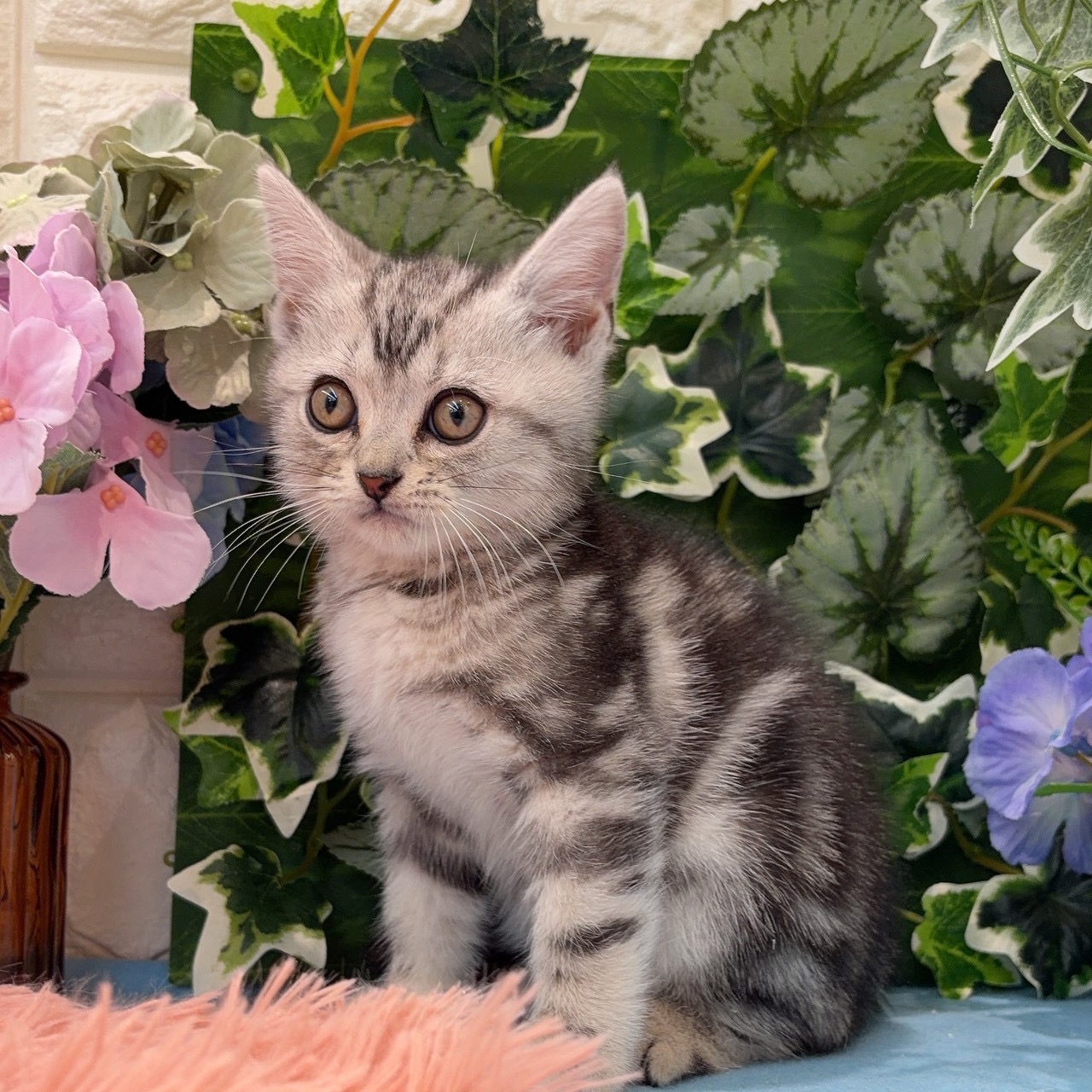 岡山県のアメリカンショートヘアー (犬の家＆猫の里倉敷店/2026年3月14日生まれ/男の子/シルバータビー)の子猫の3枚目の画像