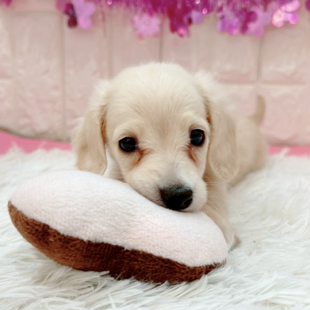 岡山県のミニチュアダックスフンド(ロング) (犬の家＆猫の里倉敷店/2026年1月16日生まれ/女の子/イエロー)の子犬の3枚目の画像