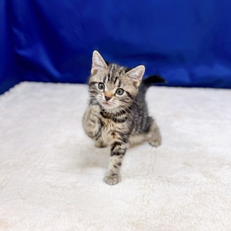 愛知県のアメリカンショートヘアー (犬の家＆猫の里一宮店/2025年9月1日生まれ/男の子/ブラウンタビー)の子猫の3枚目の画像