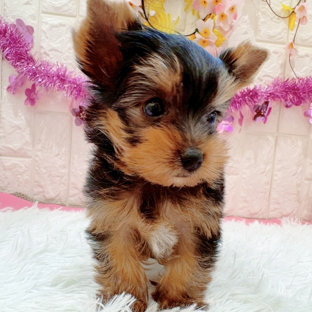 岡山県のヨークシャーテリア (犬の家＆猫の里倉敷店/2026年1月20日生まれ/男の子/スチールブルータン)の子犬の3枚目の画像