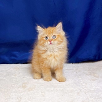 愛知県のミヌエット (犬の家＆猫の里一宮店/2025年9月2日生まれ/男の子/レッドマッカレルタビー)の子猫の3枚目の画像