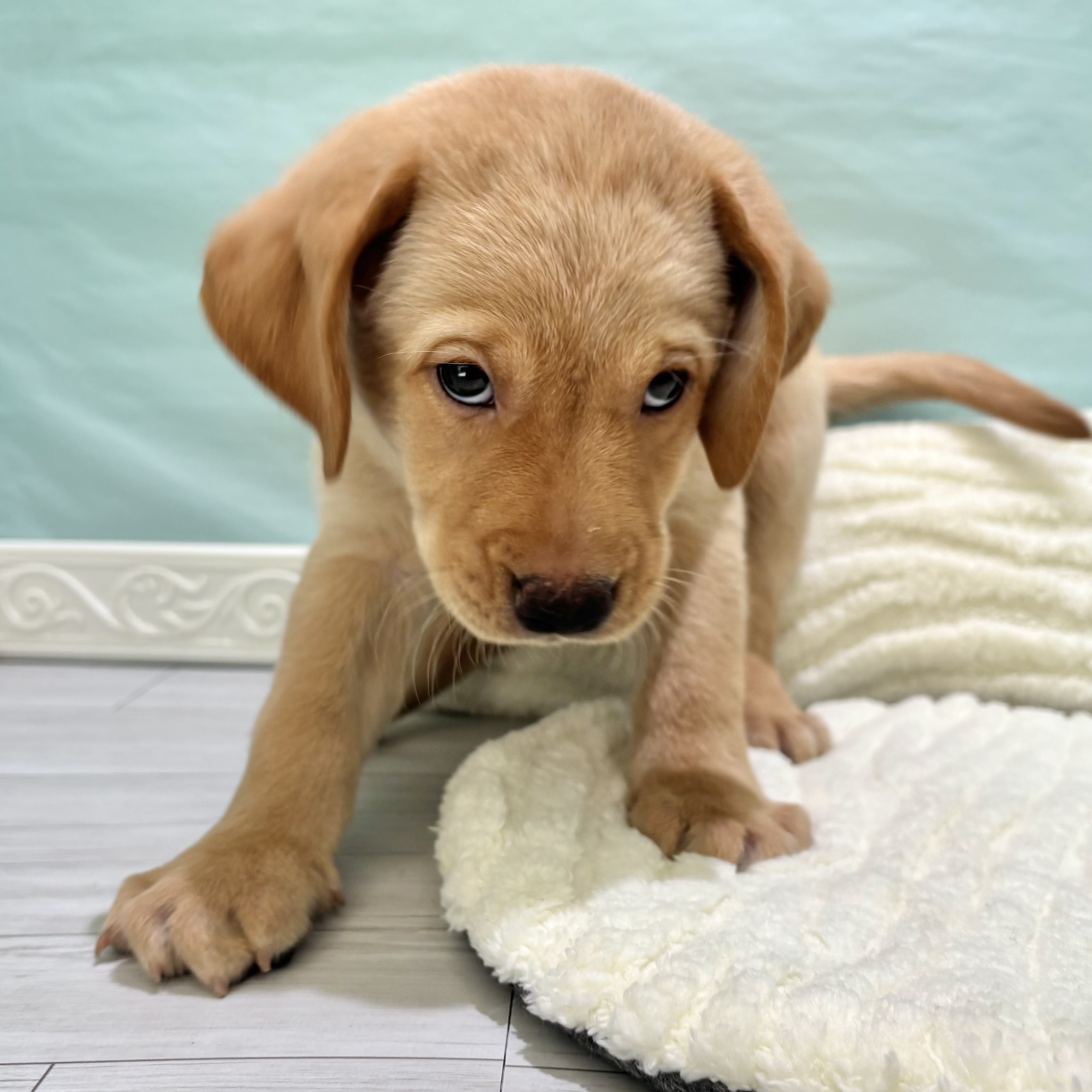 愛知県のラブラドールレトリーバー (犬の家＆猫の里春日井本店/2025年10月4日生まれ/男の子/イエロー)の子犬の3枚目の画像