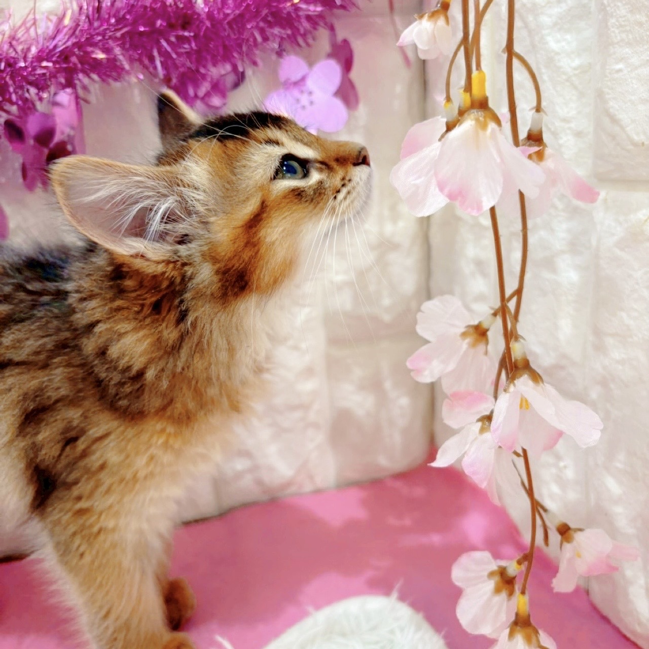 岡山県のソマリ (犬の家＆猫の里倉敷店/2026年1月12日生まれ/男の子/ルディ)の子猫の3枚目の画像