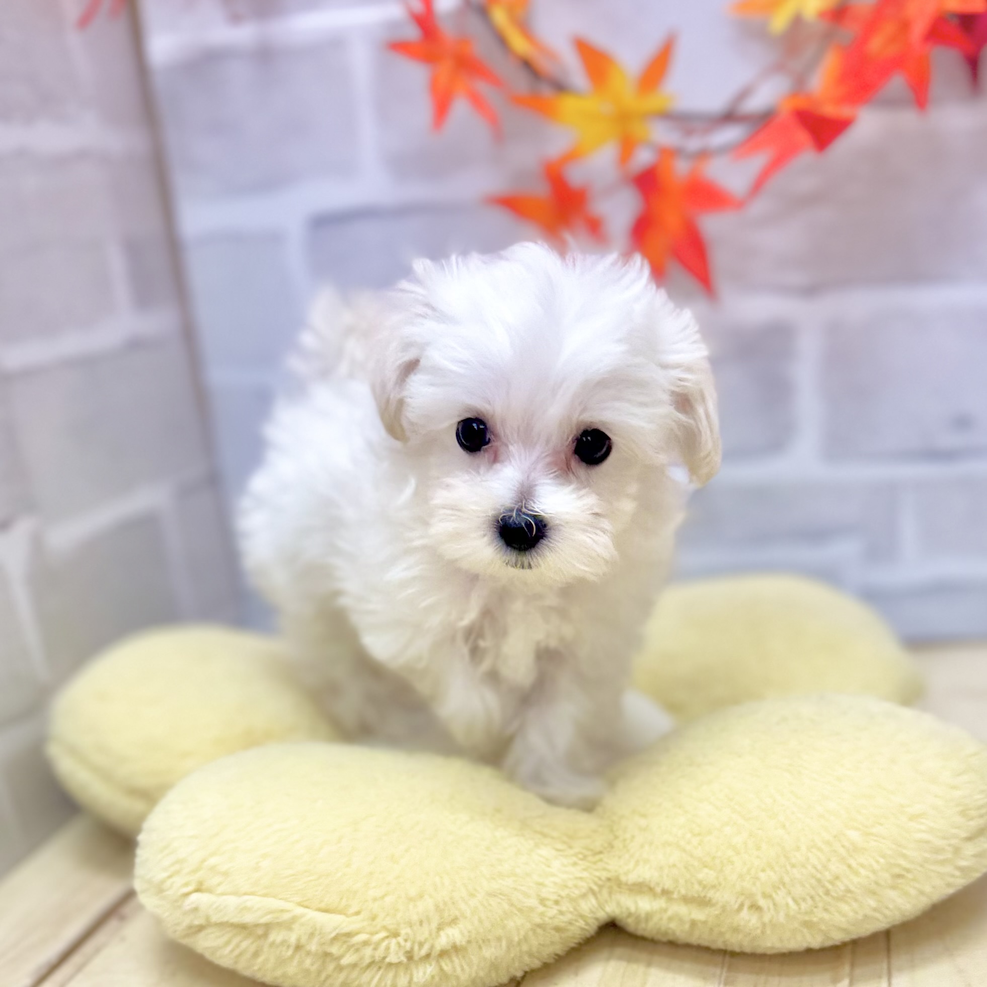 静岡県のマルプー(マルチーズ×プードル) (犬の家＆猫の里プレ葉ウォーク浜北店/2025年8月1日生まれ/女の子/クリーム)の子犬の3枚目の画像