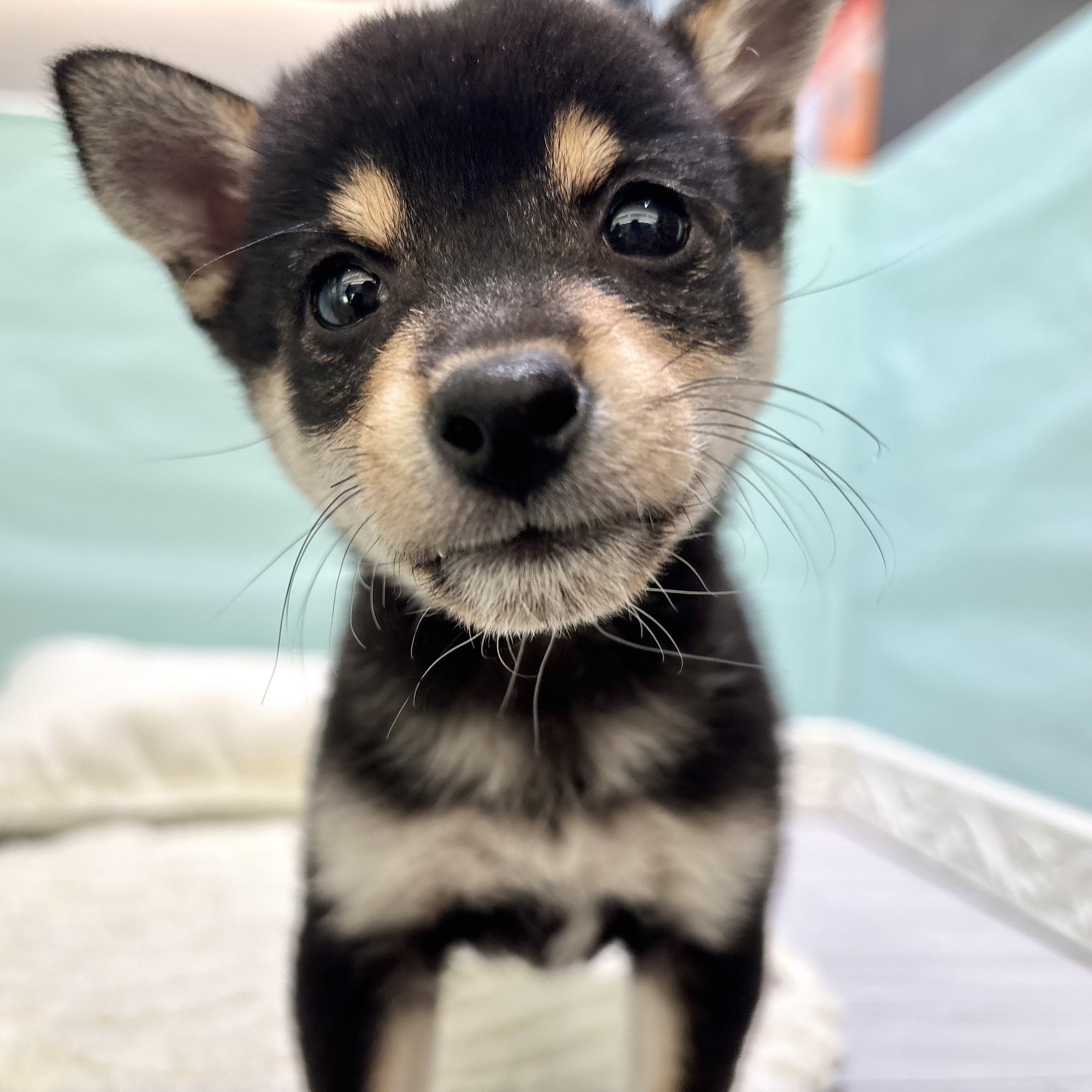 愛知県の豆柴 (犬の家＆猫の里春日井本店/2025年9月29日生まれ/男の子/黒)の子犬の3枚目の画像