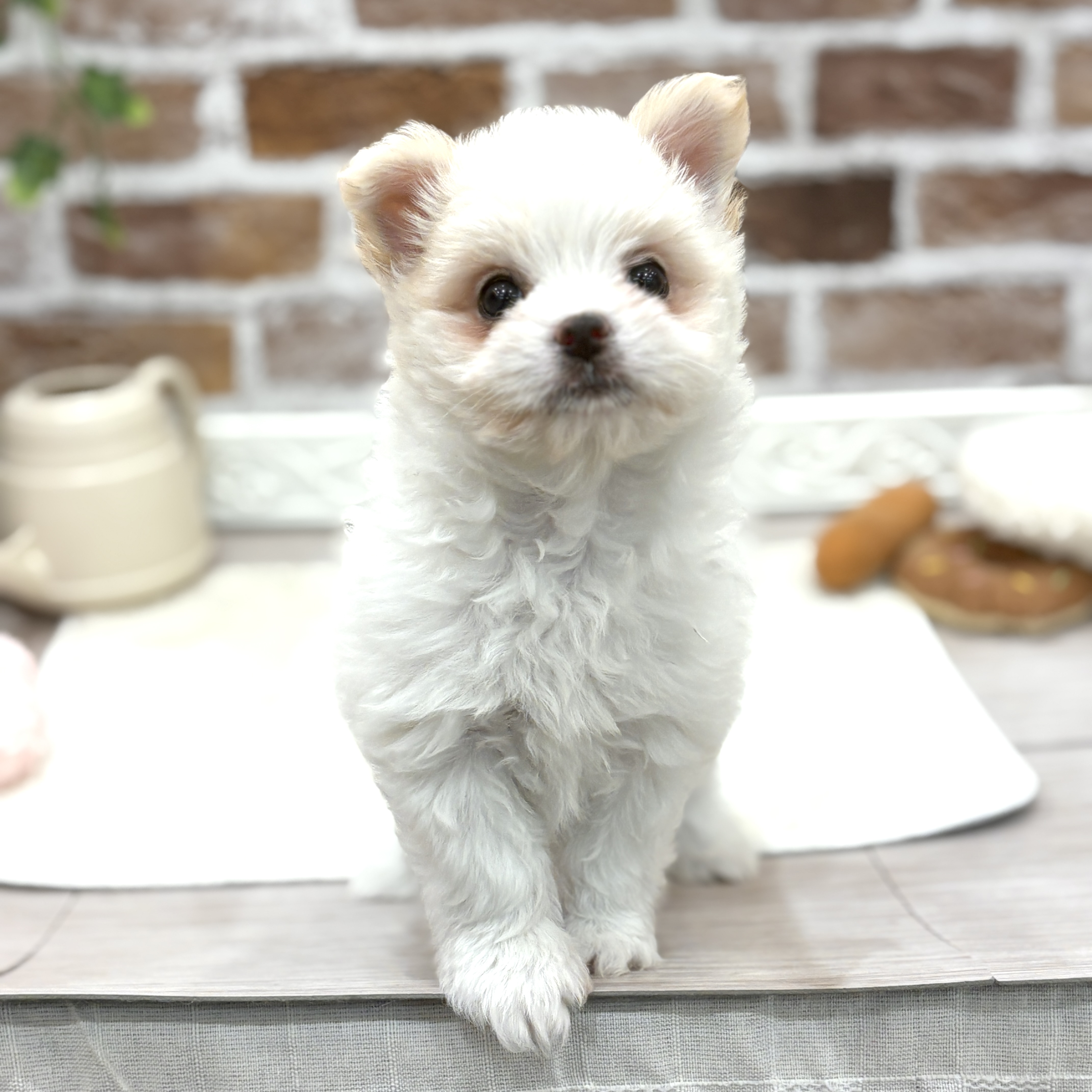 三重県のポメマル/マルポメ(ポメラニアン×マルチーズ) (犬の家＆猫の里三重桑名店/2026年4月9日生まれ/女の子/パーティーカラー)の子犬の3枚目の画像