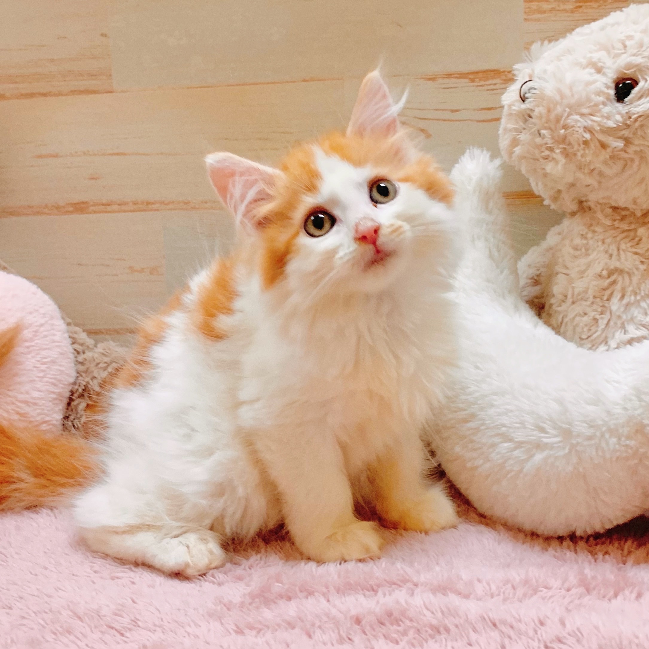兵庫県のメインクーン (犬の家＆猫の里神戸店/2025年6月20日生まれ/女の子/レッドタビーホワイト)の子猫の1枚目の画像