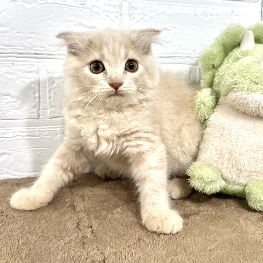 兵庫県のスコティッシュフォールド (犬の家＆猫の里ニッケパークタウン加古川店/2025年6月29日生まれ/女の子/クリームタビー)の子猫の3枚目の画像