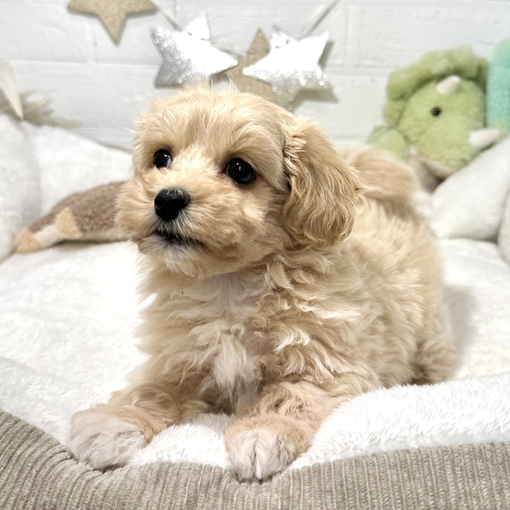 兵庫県のマルプー(マルチーズ×プードル) (犬の家＆猫の里ニッケパークタウン加古川店/2026年1月24日生まれ/女の子/クリーム)の子犬の3枚目の画像