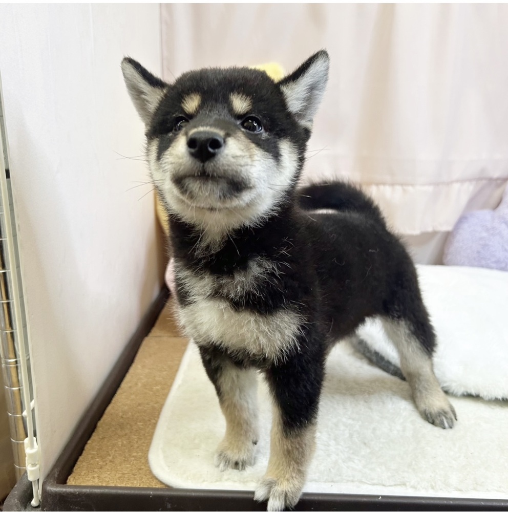 静岡県の柴犬(標準サイズ) (犬の家＆猫の里マークイズ静岡店/2026年6月21日生まれ/男の子/黒)の子犬の3枚目の画像