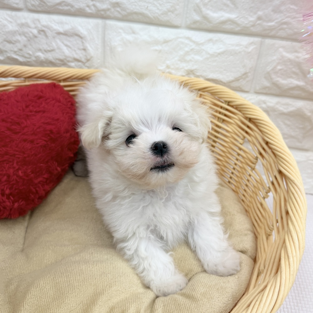 愛知県のマルチーズ (犬の家＆猫の里MEGAドン・キホーテ東海名和店/2026年4月26日生まれ/男の子/ホワイト)の子犬の3枚目の画像