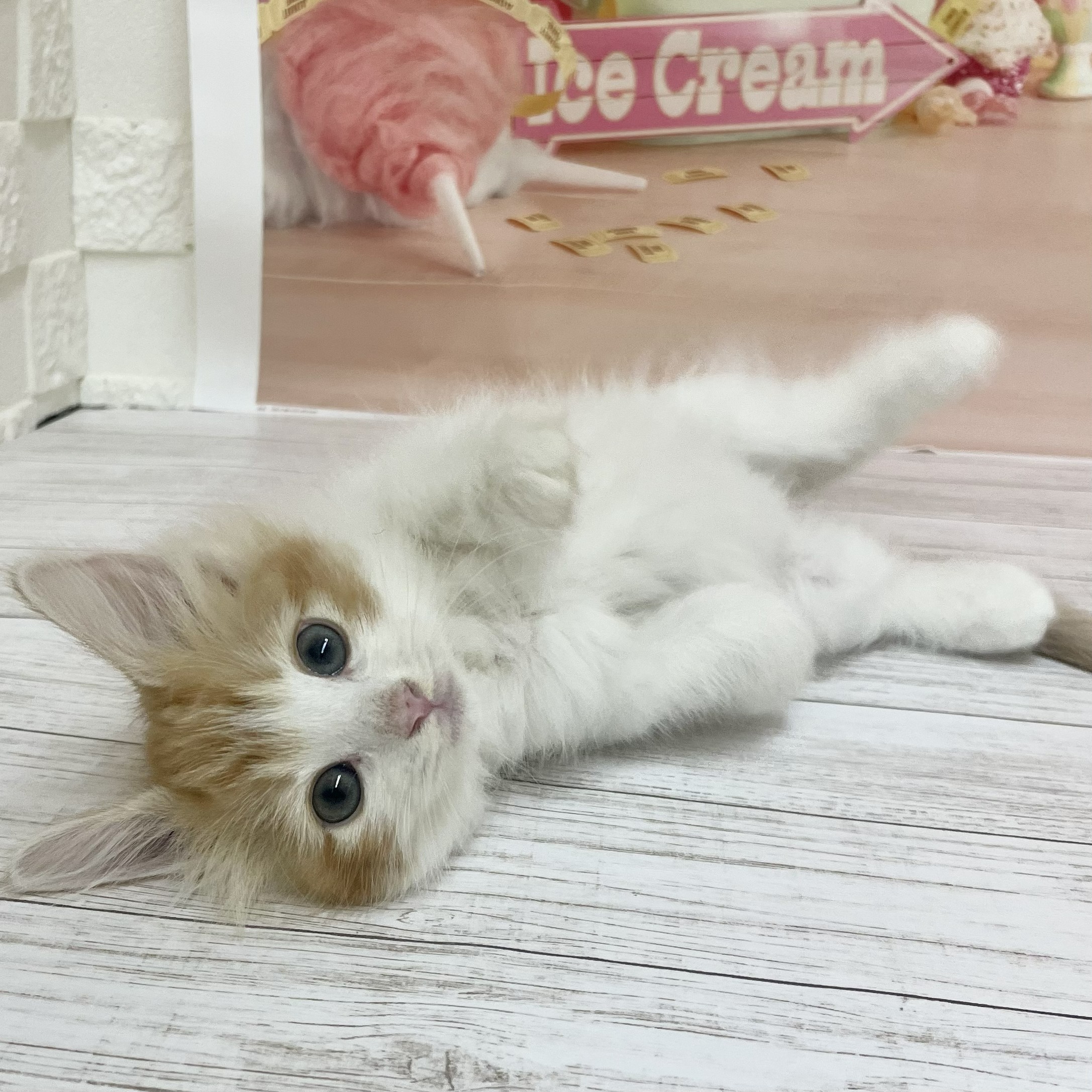 兵庫県のノルウェージャンフォレストキャット (犬の家＆猫の里尼崎店/2026年8月12日生まれ/女の子/レッドタビーホワイト)の子猫の3枚目の画像