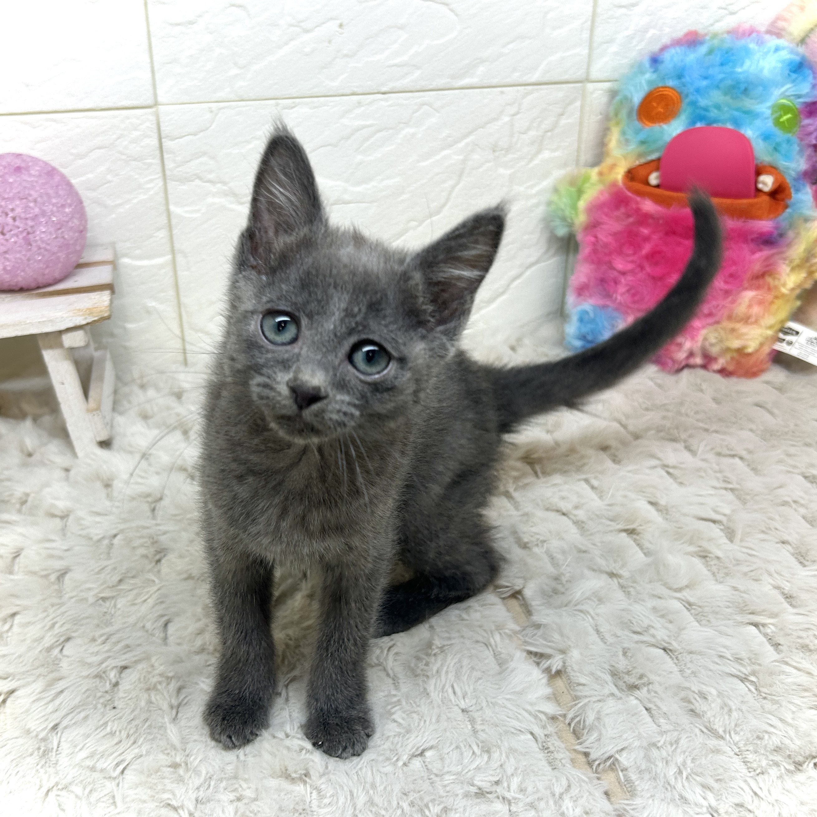 兵庫県のロシアンブルー (犬の家＆猫の里ゆめタウン姫路店/2025年12月5日生まれ/女の子/ブルー)の子猫の3枚目の画像
