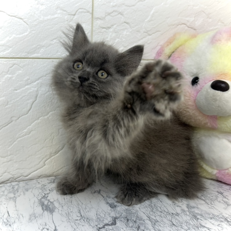 兵庫県のブリティッシュロングヘアー (犬の家＆猫の里ゆめタウン姫路店/2025年5月10日生まれ/女の子/ブルー)の子猫の3枚目の画像