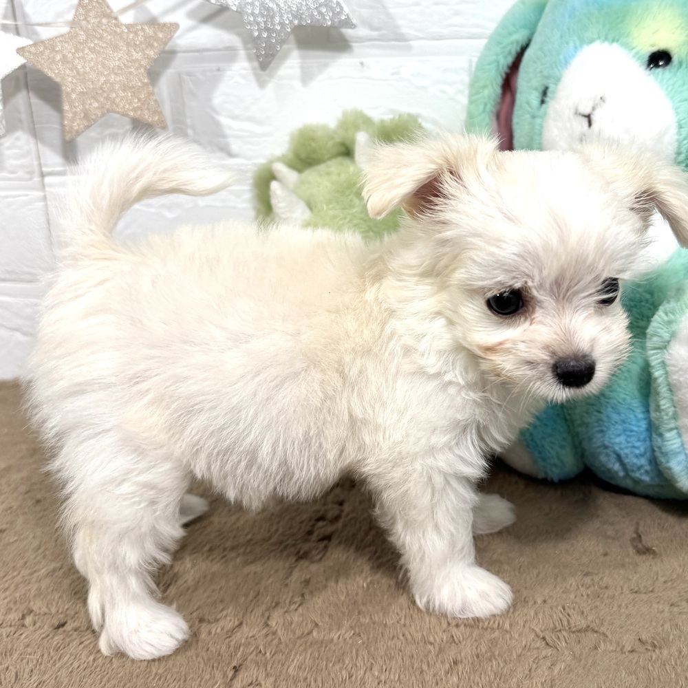 兵庫県のチワマル/マルチワ(チワワ×マルチーズ) (犬の家＆猫の里ニッケパークタウン加古川店/2025年7月2日生まれ/女の子/ホワイト)の子犬の3枚目の画像
