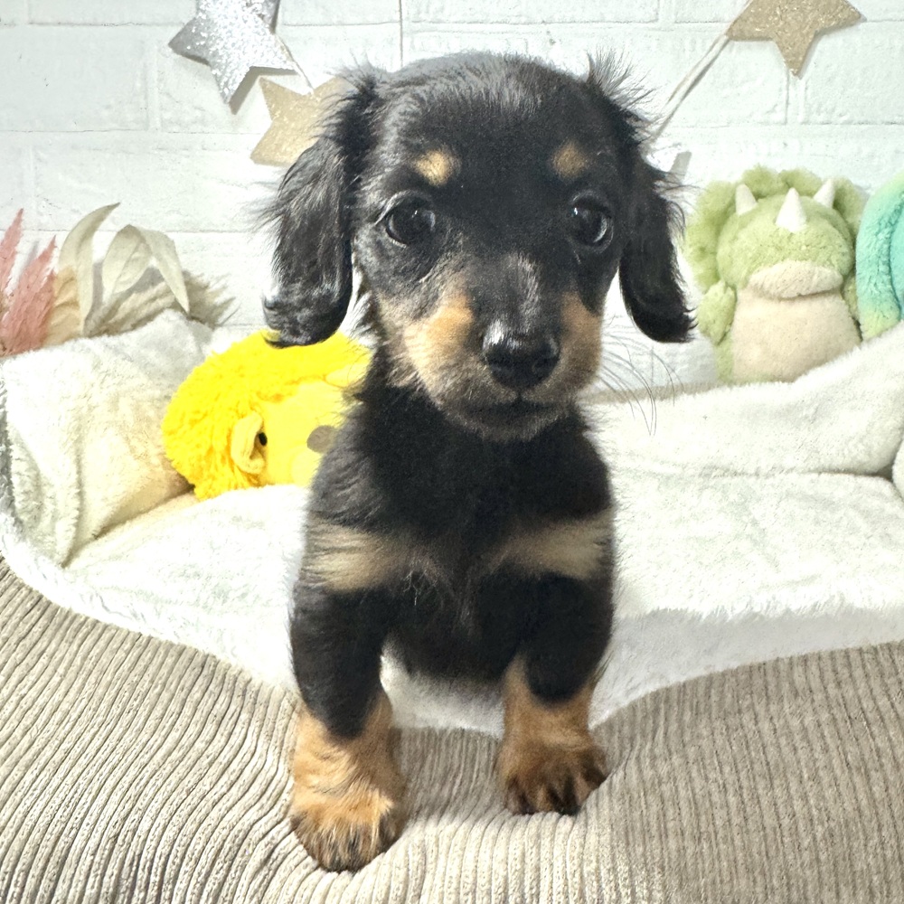 兵庫県のカニンヘンダックスフンド(ロング) (犬の家＆猫の里ニッケパークタウン加古川店/2026年1月18日生まれ/女の子/ブラックタン)の子犬の3枚目の画像