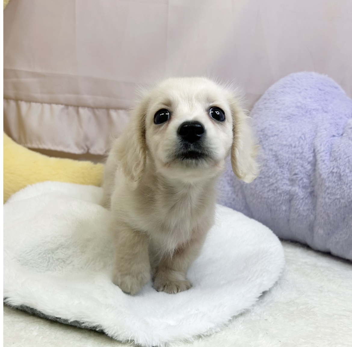 静岡県のミニチュアダックスフンド(ロング) (犬の家＆猫の里マークイズ静岡店/2026年6月28日生まれ/男の子/イエロー)の子犬の3枚目の画像