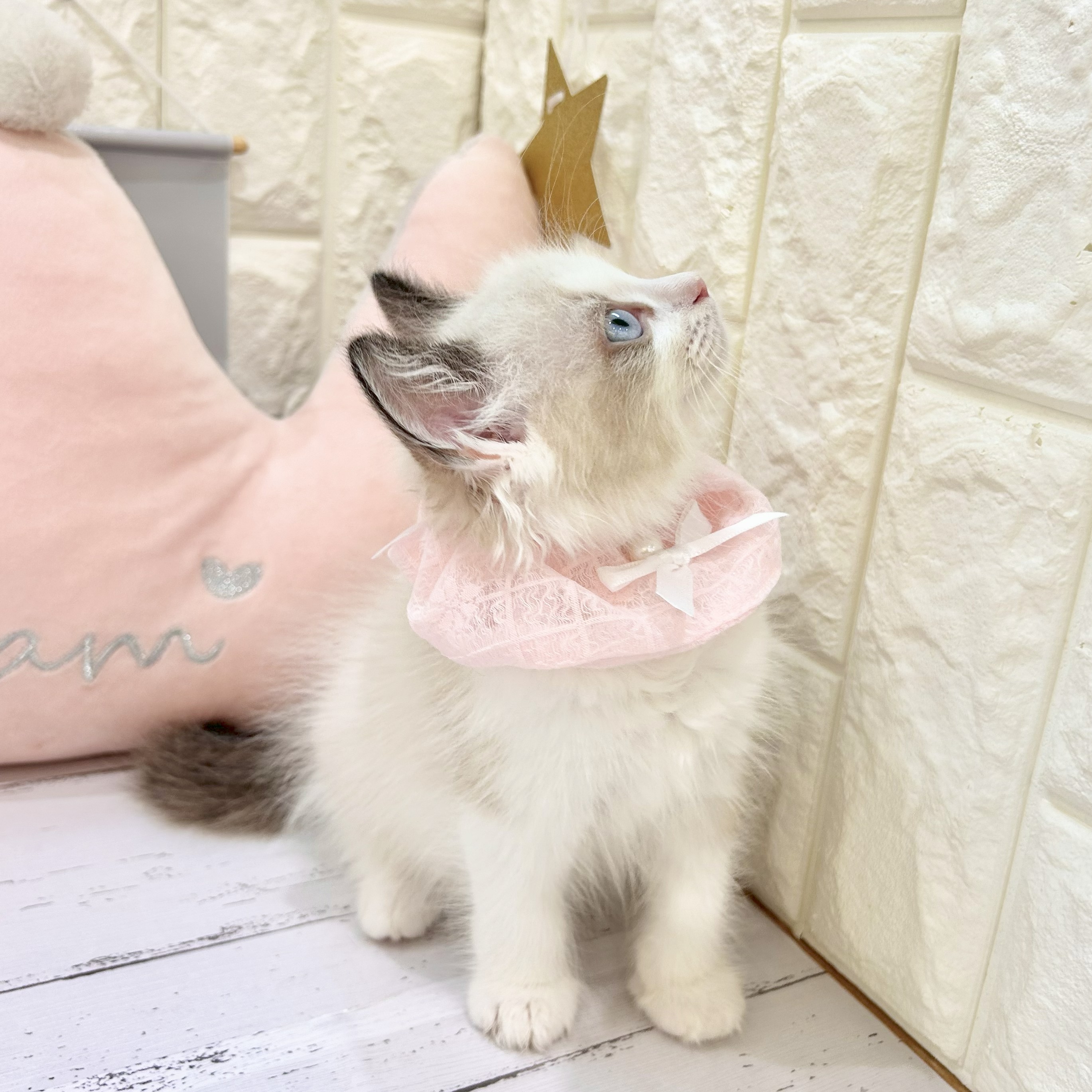 岡山県のラグドール (犬の家＆猫の里倉敷店/2025年6月11日生まれ/女の子/シールポイントバイカラー)の子猫の3枚目の画像