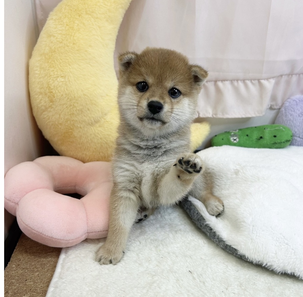 静岡県の豆柴 (犬の家＆猫の里マークイズ静岡店/2026年6月29日生まれ/女の子/赤)の子犬の3枚目の画像