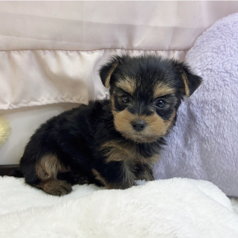 静岡県のヨークシャーテリア (犬の家＆猫の里マークイズ静岡店/2026年6月28日生まれ/女の子/スチールブルータン)の子犬の3枚目の画像