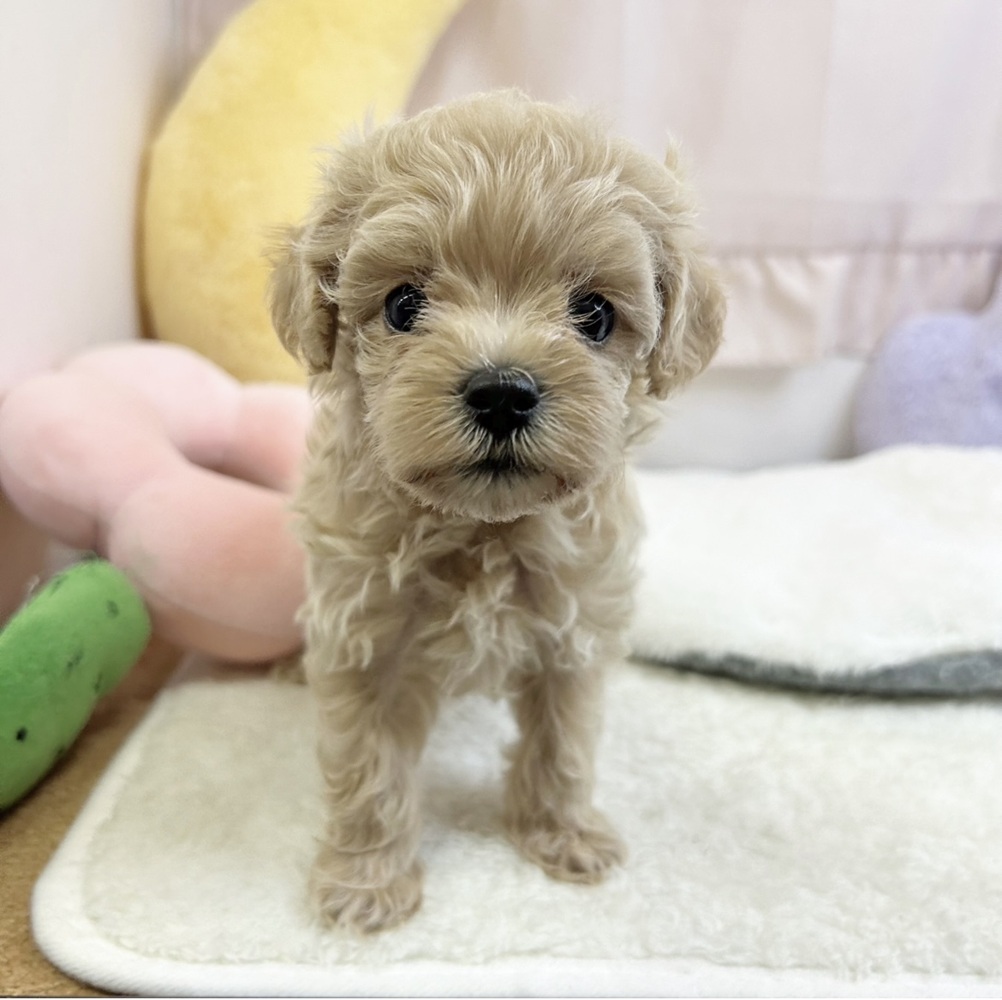 静岡県のマルプー(マルチーズ×プードル) (犬の家＆猫の里マークイズ静岡店/2026年6月27日生まれ/女の子/クリーム)の子犬の3枚目の画像