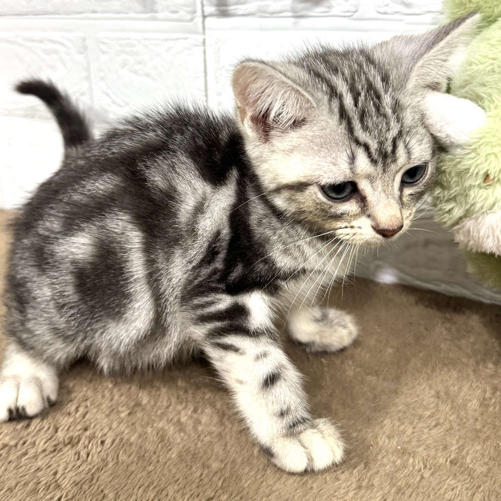 兵庫県のアメリカンショートヘアー (犬の家＆猫の里ニッケパークタウン加古川店/2025年7月1日生まれ/女の子/シルバータビー)の子猫の3枚目の画像