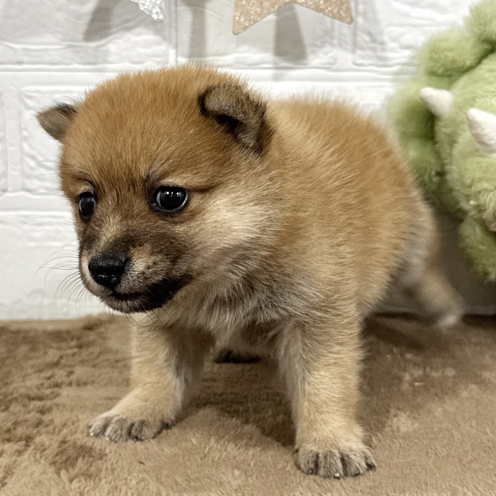 兵庫県のポメ柴/豆ポメ/ポメ豆柴(ポメラニアン×柴犬) (犬の家＆猫の里ニッケパークタウン加古川店/2025年7月5日生まれ/女の子/オレンジ)の子犬の3枚目の画像