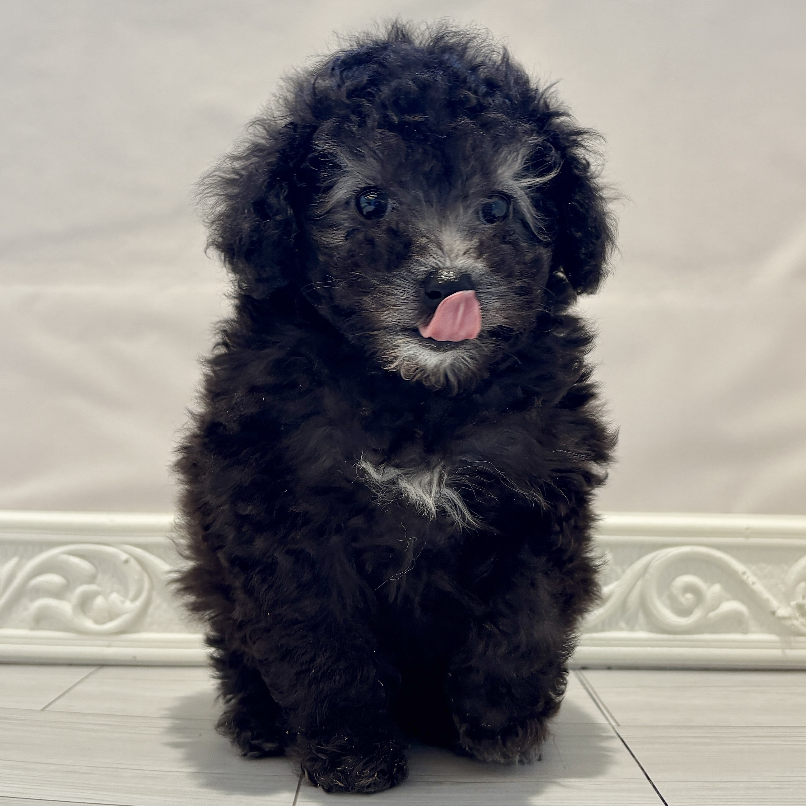 愛知県のトイプードル(トイ) (犬の家＆猫の里春日井本店/2025年11月24日生まれ/女の子/シルバー)の子犬の3枚目の画像