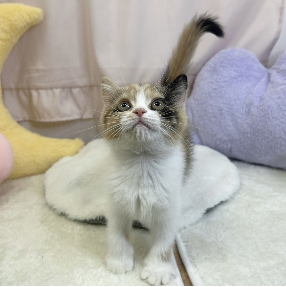 静岡県のスコティッシュストレート (犬の家＆猫の里マークイズ静岡店/2026年6月28日生まれ/女の子/キャリコ)の子猫の3枚目の画像