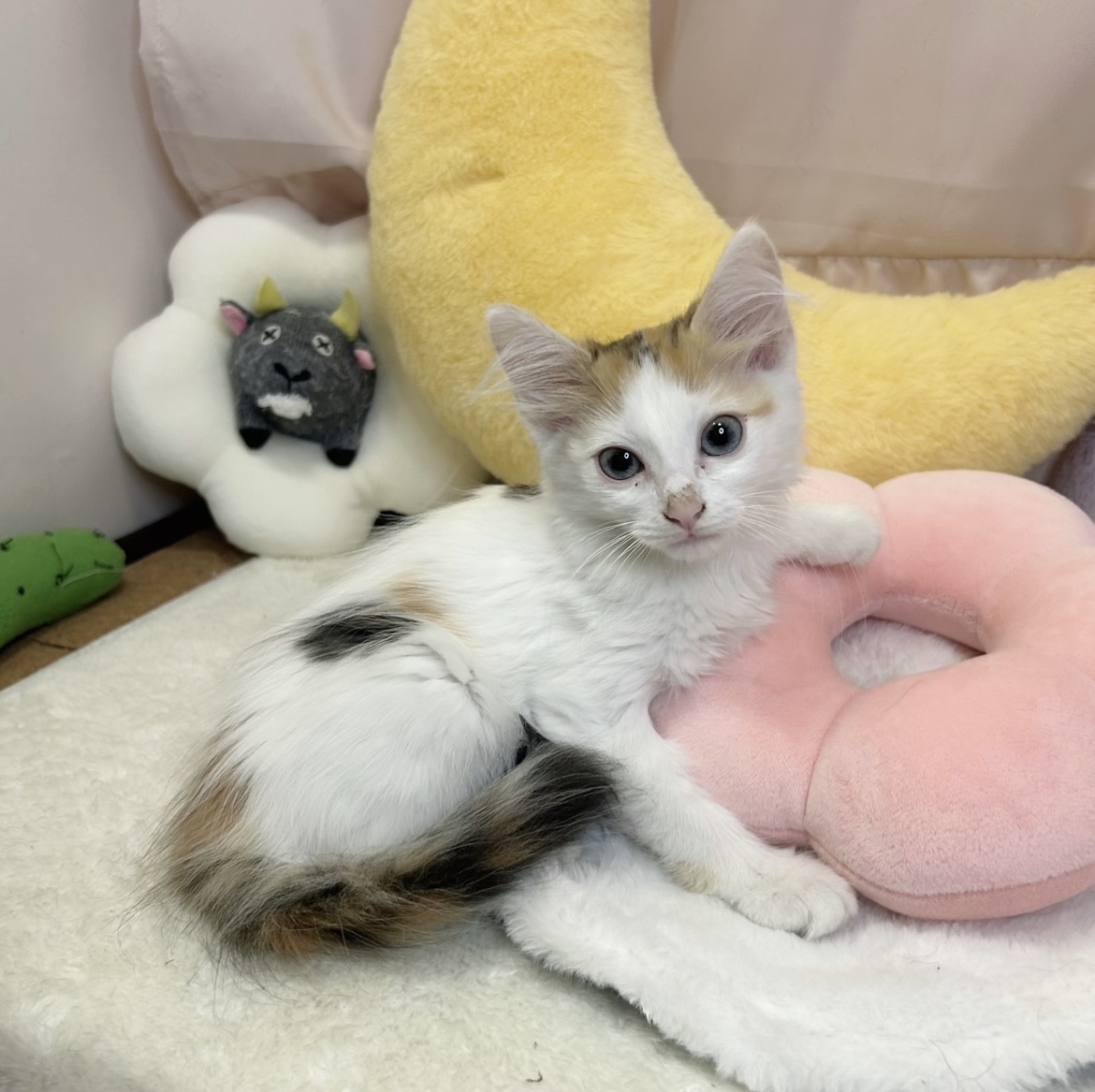 静岡県のノルウェージャンフォレストキャット (犬の家＆猫の里マークイズ静岡店/2026年6月27日生まれ/女の子/キャリコ)の子猫の3枚目の画像