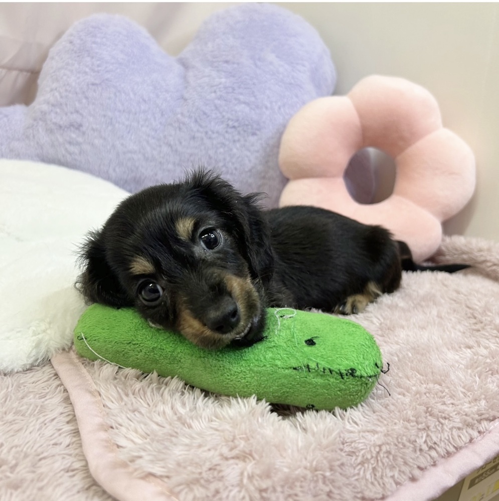 静岡県のミニチュアダックスフンド(ロング) (犬の家＆猫の里マークイズ静岡店/2026年7月7日生まれ/男の子/ブラックタン)の子犬の3枚目の画像