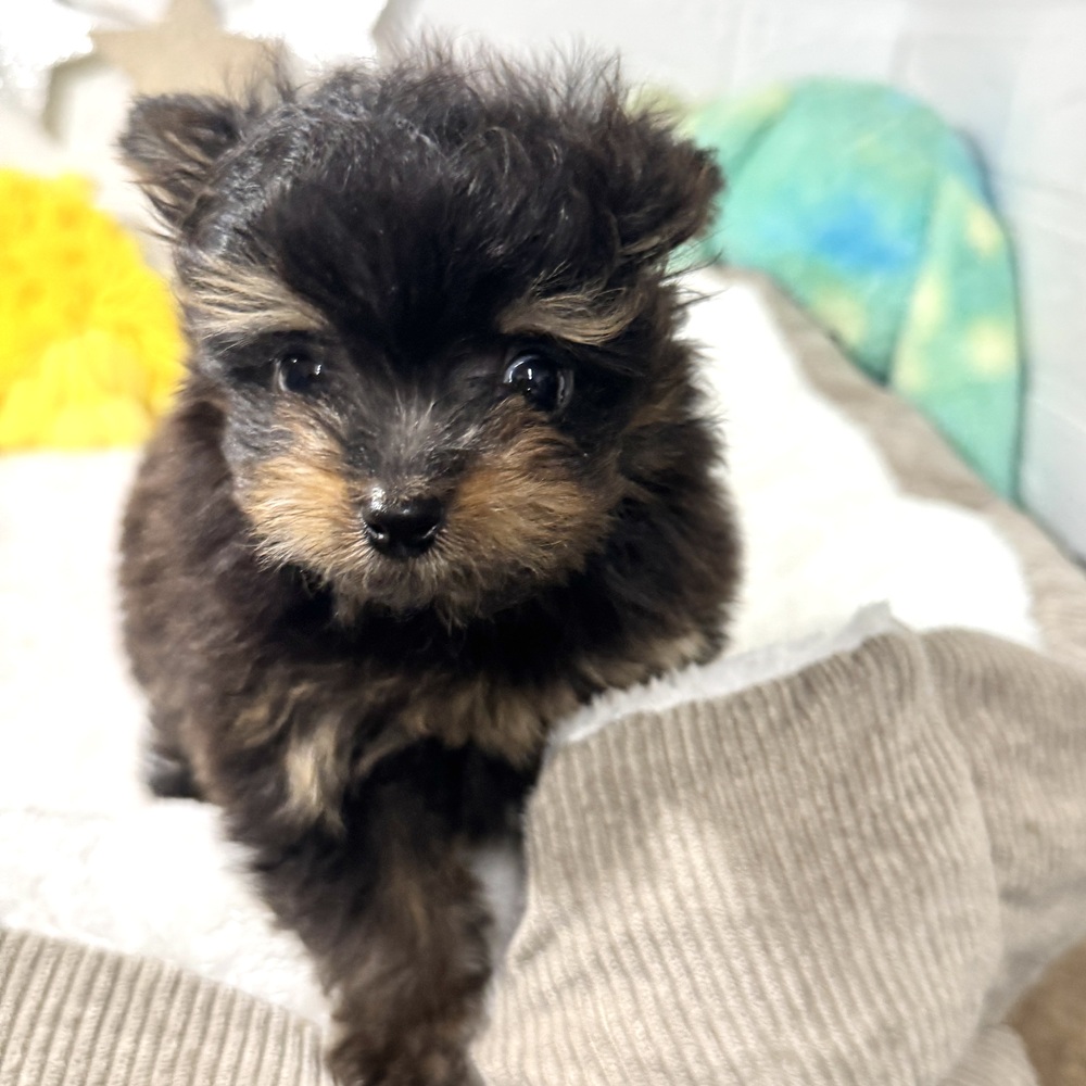 兵庫県のポメプー(ポメラニアン×プードル) (犬の家＆猫の里ニッケパークタウン加古川店/2026年1月28日生まれ/女の子/ブラックタン)の子犬の3枚目の画像