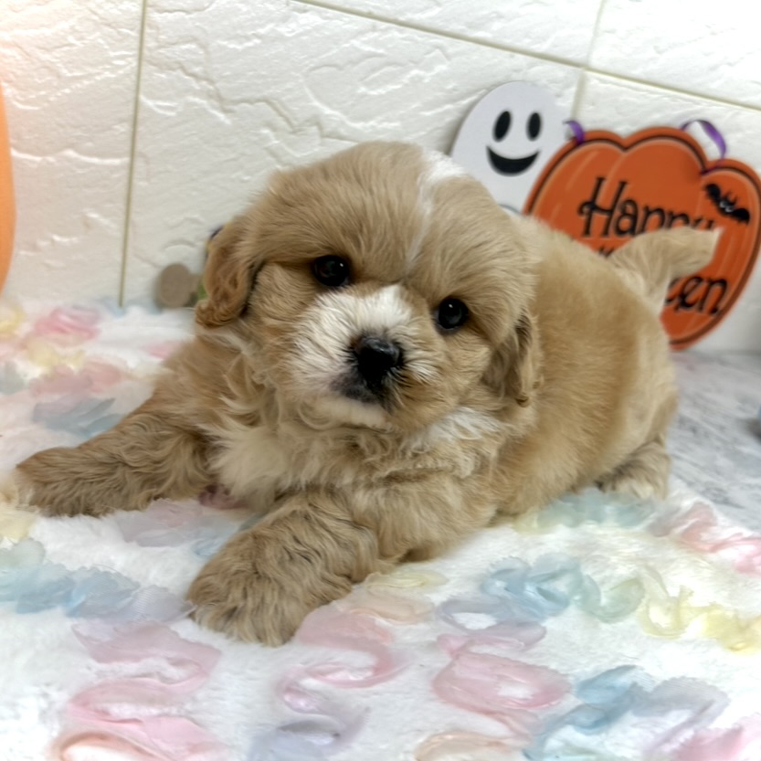 兵庫県のペキプー(ペキニーズ×プードル) (犬の家＆猫の里ゆめタウン姫路店/2025年8月1日生まれ/男の子/クリーム)の子犬の3枚目の画像