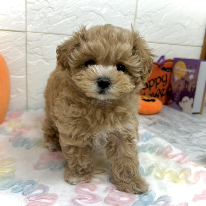 兵庫県のマルプー(マルチーズ×プードル) (犬の家＆猫の里ゆめタウン姫路店/2025年7月29日生まれ/女の子/アプリコットホワイト)の子犬の3枚目の画像
