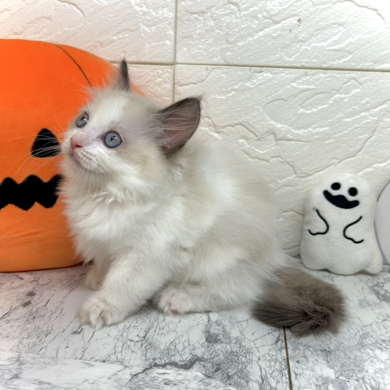 兵庫県のラグドール (犬の家＆猫の里ゆめタウン姫路店/2025年8月2日生まれ/女の子/シールポイントバイカラー)の子猫の3枚目の画像