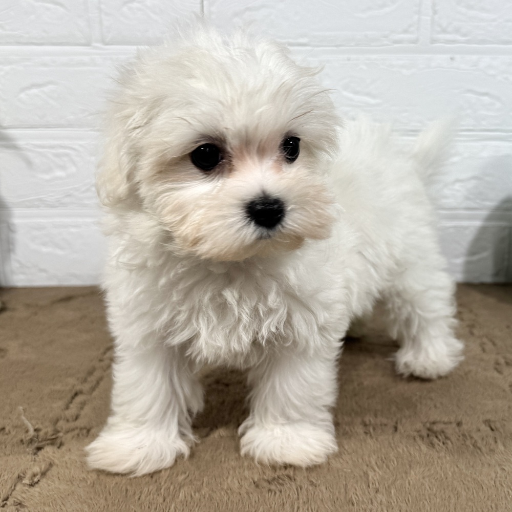 兵庫県のハーフ犬・ミックス犬 (犬の家＆猫の里ニッケパークタウン加古川店/2025年7月8日生まれ/女の子/クリームホワイト)の子犬の3枚目の画像